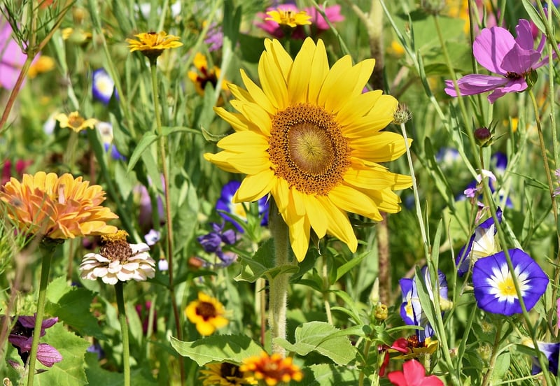 Garden Delights